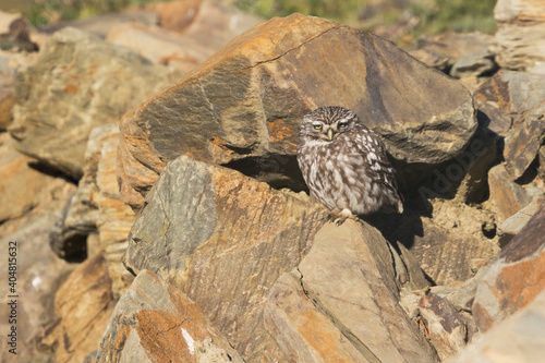 Steenuil, Little Owl, Athene noctua photo