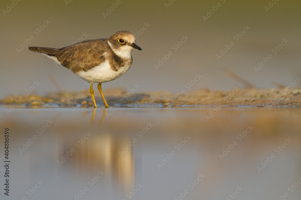 Kleine Plevier, Little Ringed Plover, Charadrius dubius curonicus Kleine Plevier, Little Ringed Plover, Charadrius dubius curonicus