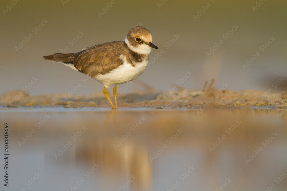 Kleine Plevier, Little Ringed Plover, Charadrius dubius curonicus Kleine Plevier, Little Ringed Plover, Charadrius dubius curonicus