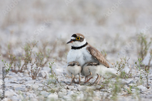 Little Ringed Plover, Kleine Plevier, Charadrius dubius ssp. curonicus photo