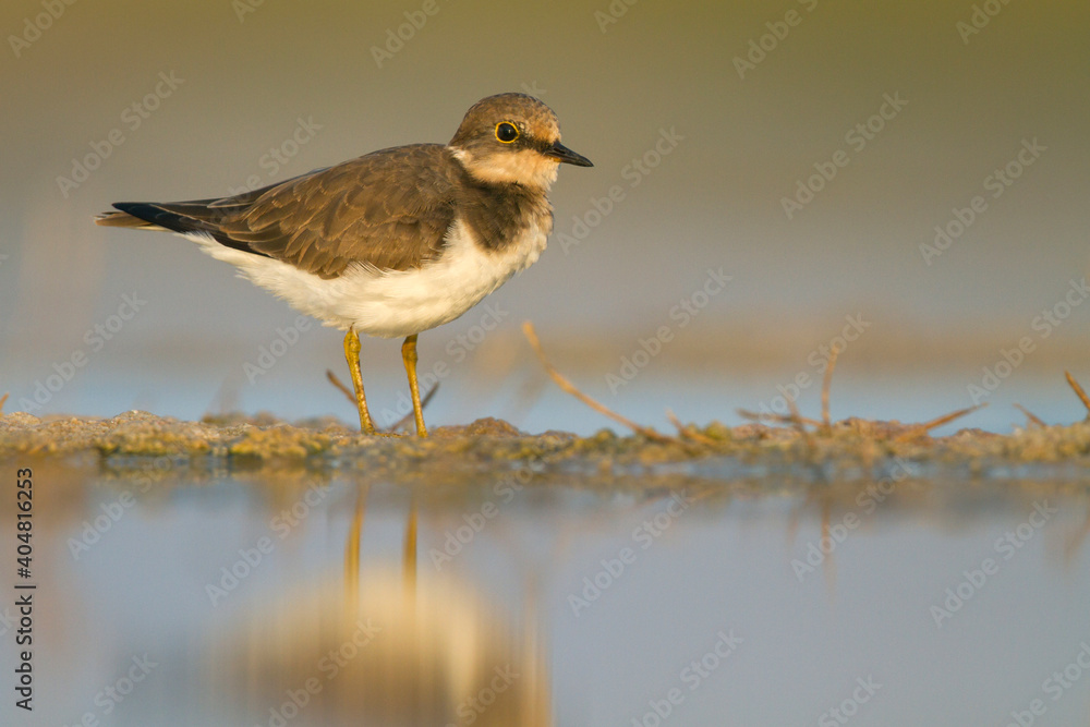 Kleine Plevier, Little Ringed Plover, Charadrius dubius curonicus