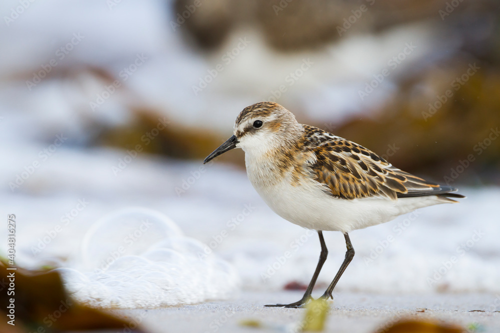 Kleine Strandloper, Little Stint, Calidris minuta Kleine Strandloper, Little Stint, Calidris minuta