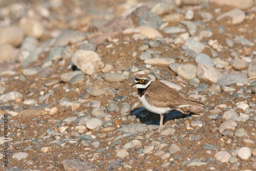 Little Ringed Plover, Kleine Plevier, Charadrius dubius photo