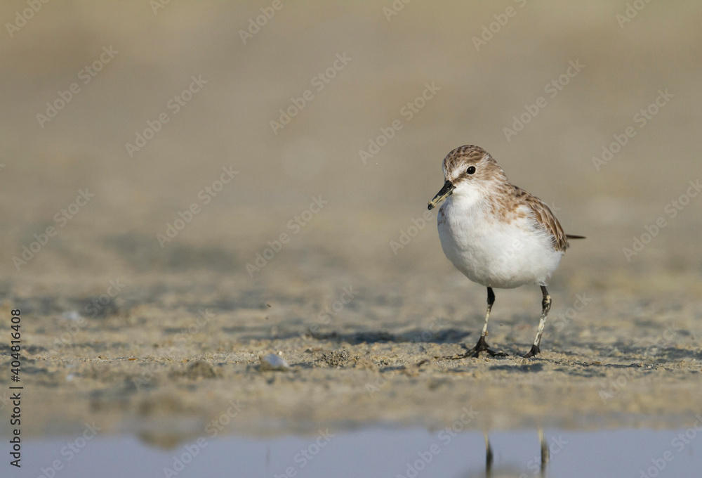 Kleine Strandloper, Little Stint, Calidris minuta Kleine Strandloper, Little Stint, Calidris minuta