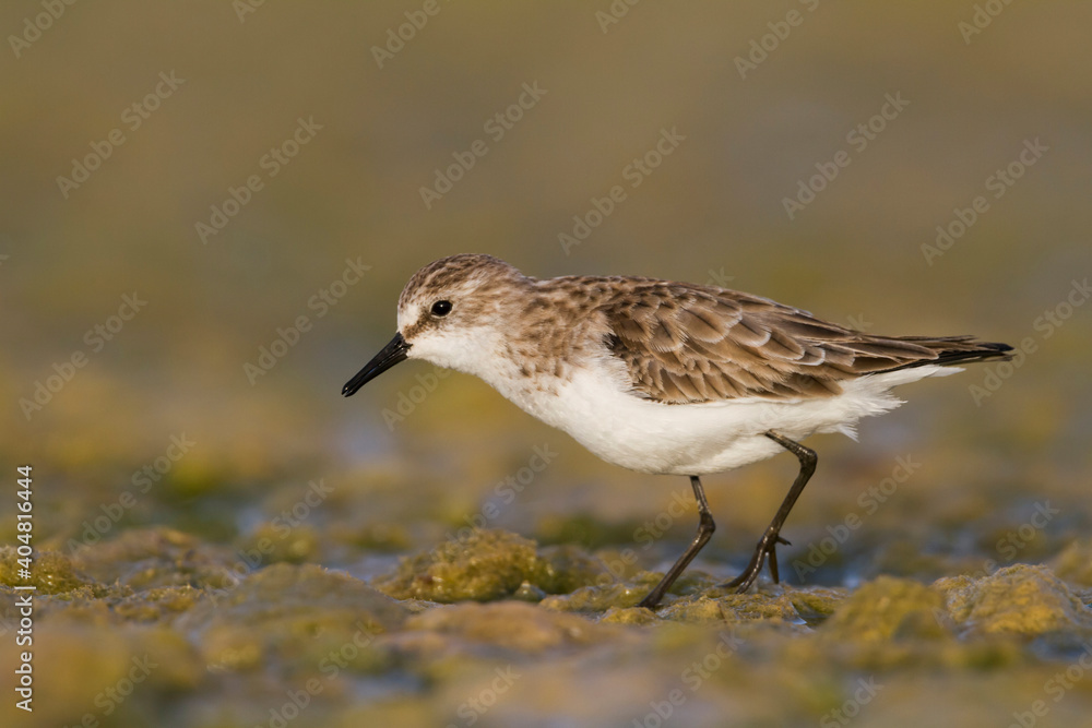 Kleine Strandloper, Little Stint, Calidris minuta Kleine Strandloper, Little Stint, Calidris minuta