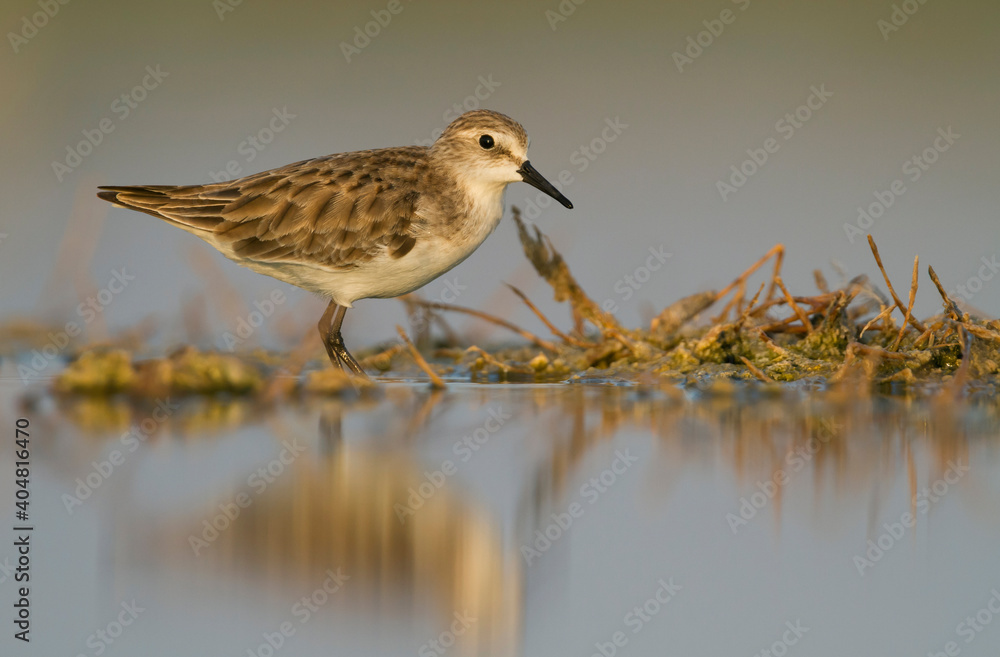 Kleine Strandloper, Little Stint, Calidris minuta Kleine Strandloper, Little Stint, Calidris minuta