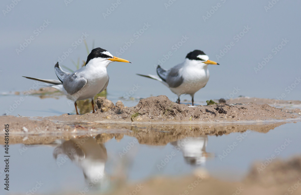 Dwergstern, Little Tern, Sternula albifrons Dwergstern, Little Tern, Sternula albifrons