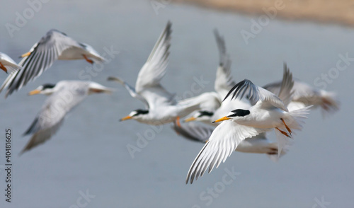 Dwergstern, Little Tern, Sternula albifrons © AGAMI