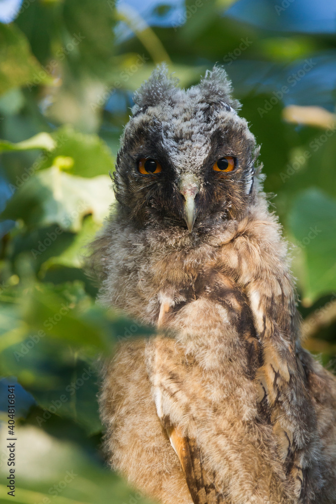 Ransuil, Long-eared Owl, Asio otus Ransuil, Long-eared Owl, Asio otus
