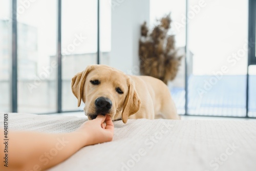 Fototapeta Naklejka Na Ścianę i Meble -  The beige dog on a white sofa is eating grilled meat from a square plate that is on a wooden bed tray. A glass of cold juice is next to him.
