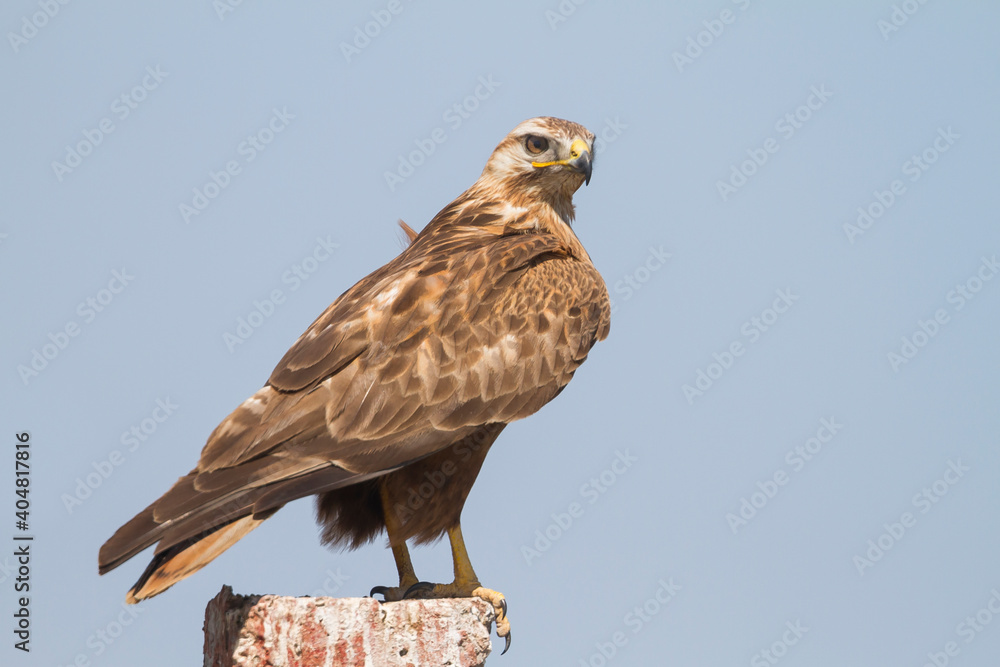 Arendbuizerd, Long-legged Buzzard, Buteo rufinus rufinus Arendbuizerd, Long-legged Buzzard, Buteo rufinus rufinus