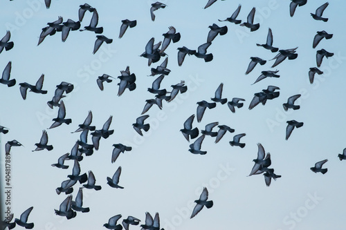 pigeons fly in a flock across the blue sky