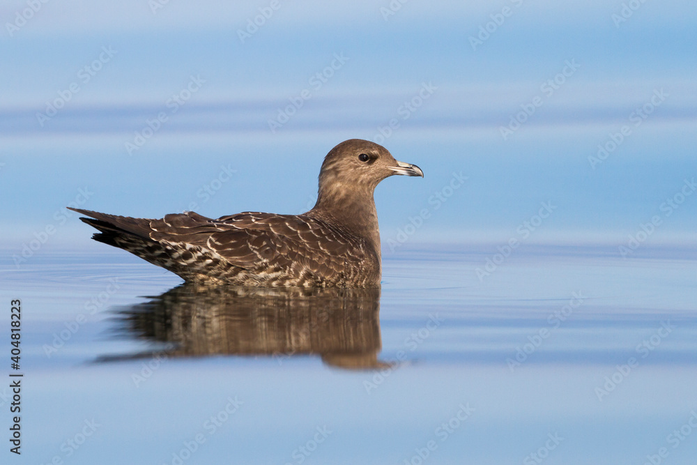 Kleinste Jager, Long-tailed Jaeger, Stercorarius longicaudus Kleinste Jager, Long-tailed Jaeger, Stercorarius longicaudus