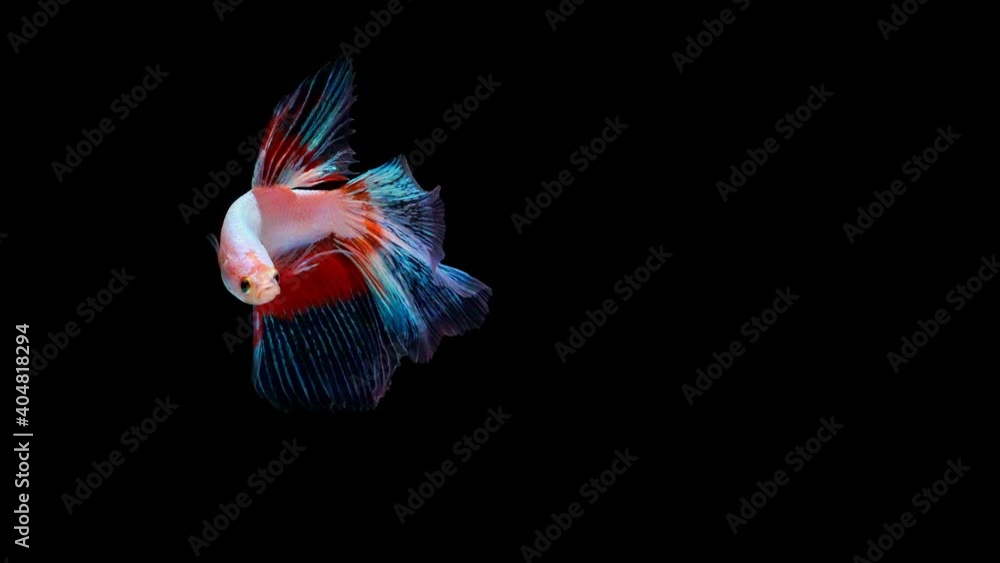 Siamese fighting fish (Betta splendens) Siamese fighting fish (Betta splendens)
