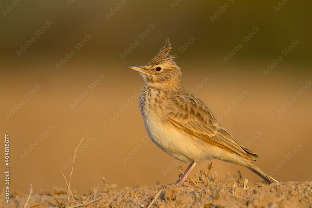 Maghreb Lark - Maghreb Lerche - Galerida macrorhyncha; ssp. macrorhyncha; Morocco; adult Maghreb Lark - Maghreb Lerche - Galerida macrorhyncha; ssp. macrorhyncha; Morocco; adult