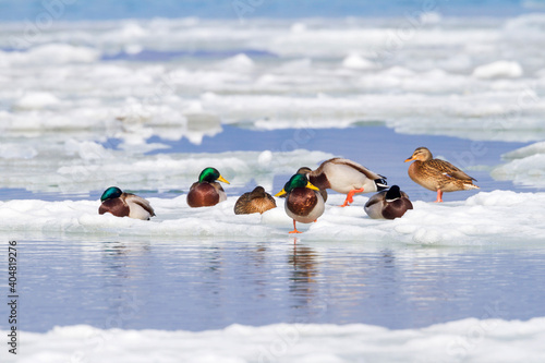 Wilde Eend, Mallard, Anas platyrhynchos photo