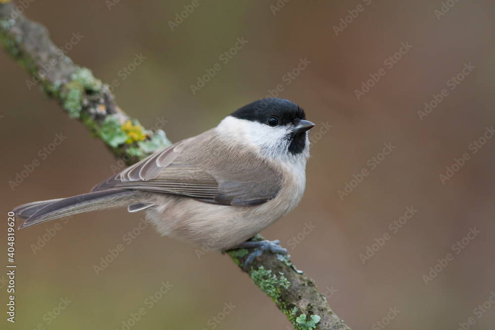 Obraz premium Glanskop, Marsh Tit, Poecile palustris palustris