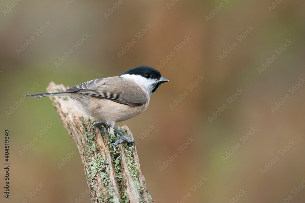 Naklejka premium Glanskop, Marsh Tit, Poecile palustris palustris