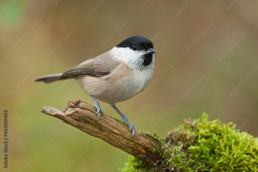 Glanskop, Marsh Tit, Poecile palustris palustris Glanskop, Marsh Tit, Poecile palustris palustris