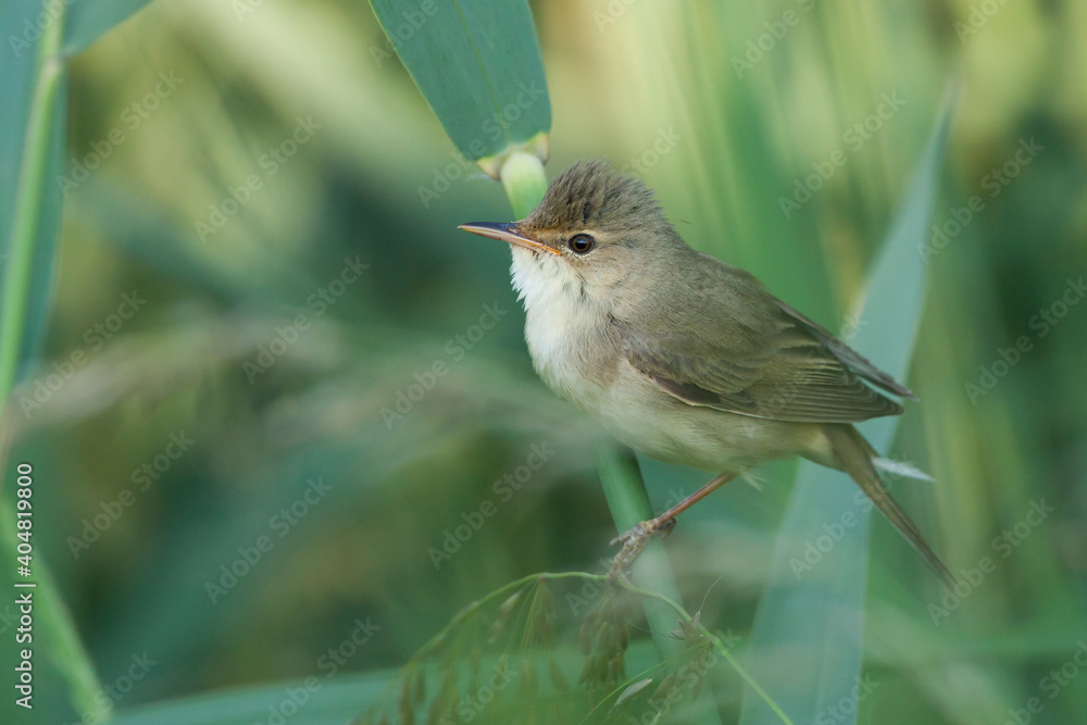 Bosrietzanger, Marsh Warbler, Acrocephalus palustris Bosrietzanger, Marsh Warbler, Acrocephalus palustris