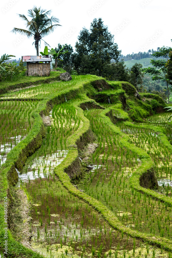 Jatiluwih rice terraces