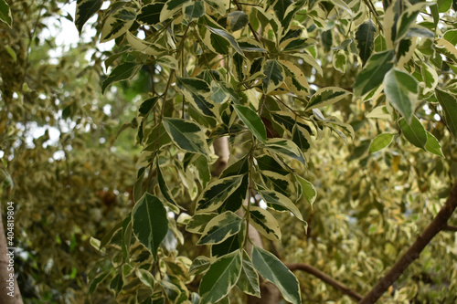 the leaves of ficus