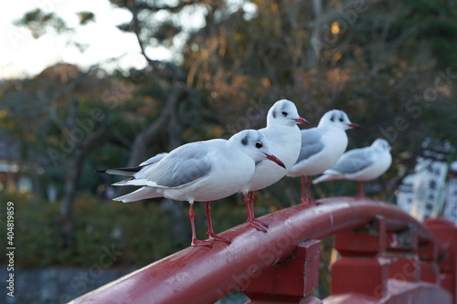 Red bridge handrail and seagulls are at Tsuruokahachimangu, Kamakura, Japan. photo