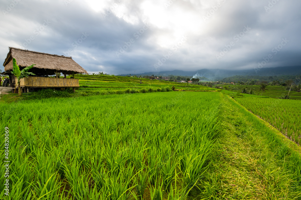 Jatiluwih rice terraces on Bali Jatiluwih rice terraces on Bali