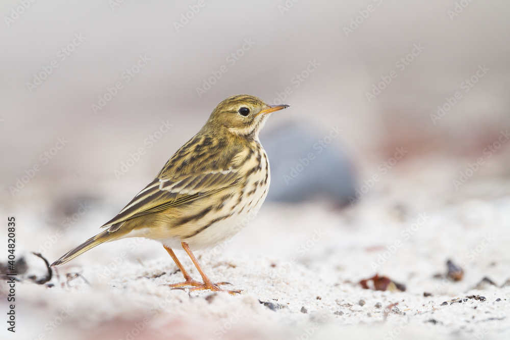 Graspieper, Meadow Pipit, Anthus pratensis pratensis Graspieper, Meadow Pipit, Anthus pratensis pratensis