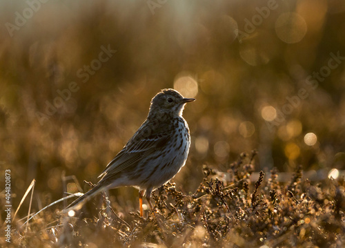 Graspieper, Meadow Pipit, Anthus pratensis pratensis