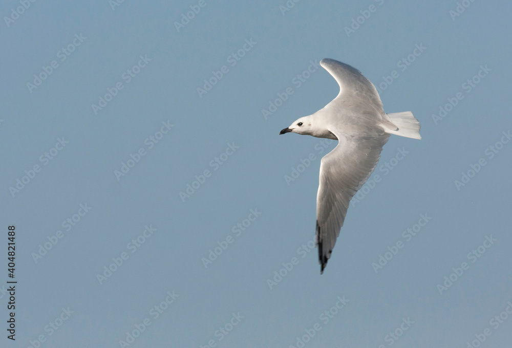 Mediterranean Gull, Zwartkopmeeuw, Larus melanocephalus Mediterranean Gull, Zwartkopmeeuw, Larus melanocephalus