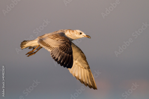 Zwartkopmeeuw  Mediterranean Gull  Ichthyaetus melanocephalus