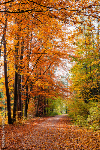 Jesienny las z leśną malowniczą drogą  © Ianu Arius