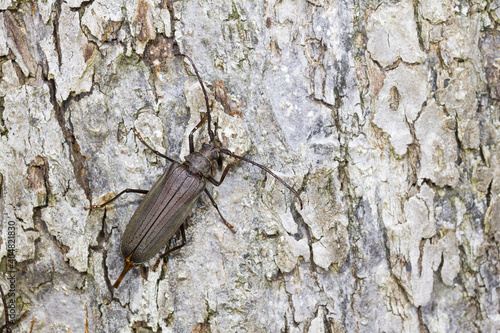 Loofreuzenboktor, Aegosoma scabricorne photo