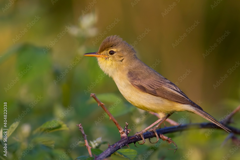 Orpheusspotvogel, Melodious Warbler, Hippolais polyglotta Orpheusspotvogel, Melodious Warbler, Hippolais polyglotta