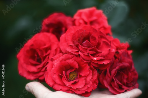 Blooming bunch of red roses resting on a hand somewhere in a garden
