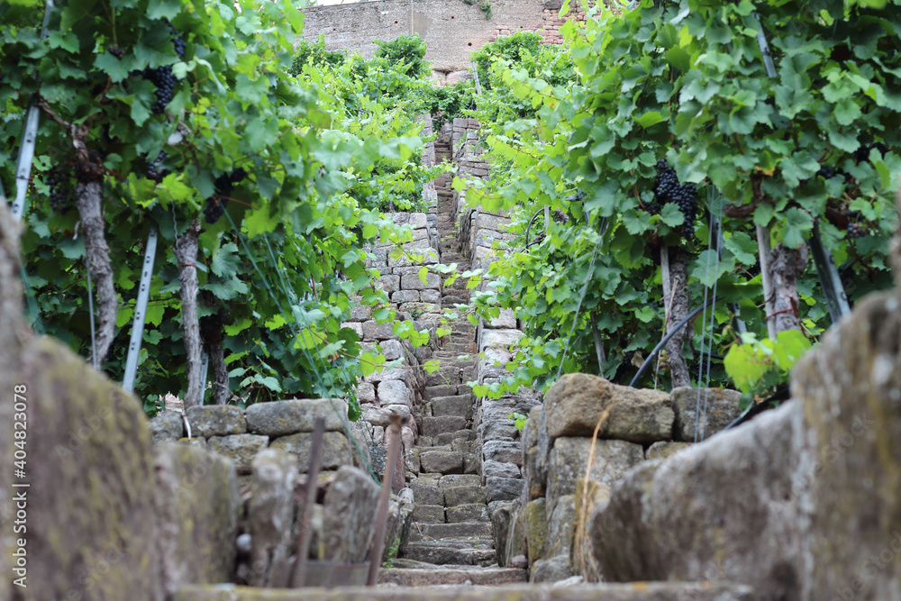 vine yard vine yard