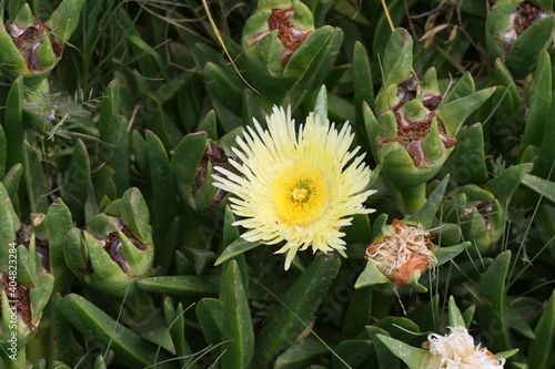 Essbare Mittagsblume auch Gelbe Mittagsblume, Pferdefeige, Hottentottenfeige oder Hexenfinger (Carpobrotus edulis), hier am Swartbergpass, Südafrika