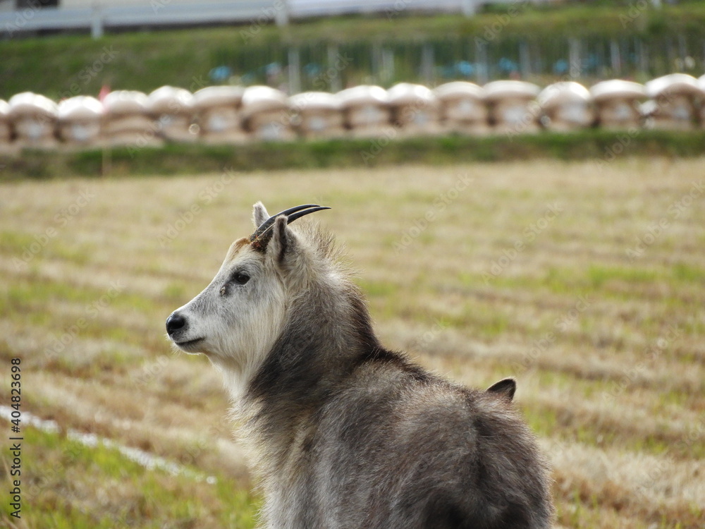 Fototapeta premium ニホンカモシカ・１１月・秋田市