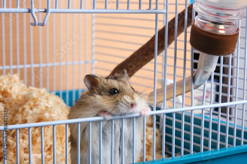 Dzungarian hamster in a cage copy sapce