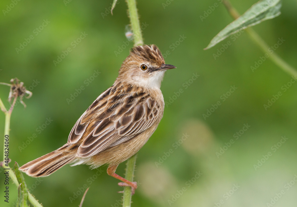 Graszanger, Zitting Cisticola, Cisticola juncidis cisticola Graszanger, Zitting Cisticola, Cisticola juncidis cisticola