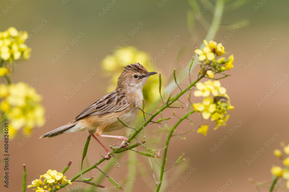 Graszanger, Zitting Cisticola, Cisticola juncidis cisticola Graszanger, Zitting Cisticola, Cisticola juncidis cisticola