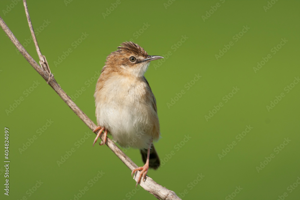 Zitting Cisticola, Graszanger, Cisticola juncidis ssp. cisticola Zitting Cisticola, Graszanger, Cisticola juncidis ssp. cisticola
