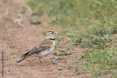 Mongolian Lark, Melanocorypha mongolica