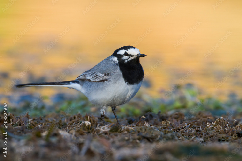 Marokkaanse Kwikstaart, Moroccan Wagtail, Motacilla subpersonata Marokkaanse Kwikstaart, Moroccan Wagtail, Motacilla subpersonata