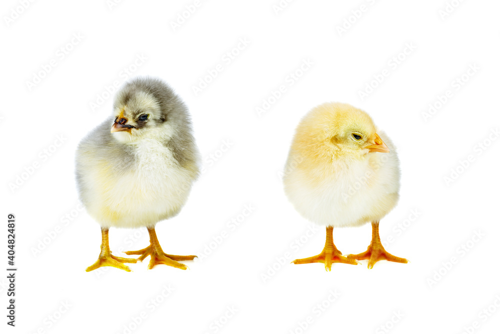 Yellow and gray chickens isolated on a white background