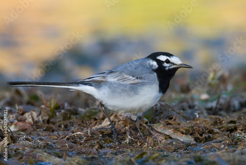 Marokkaanse Kwikstaart, Moroccan Wagtail, Motacilla subpersonata photo