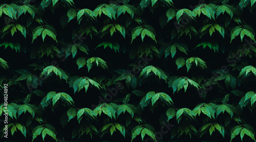 Small green leaves texture background with beautiful pattern. Clean environment. Ornamental plant in the garden. Eco wall. Organic natural background. 