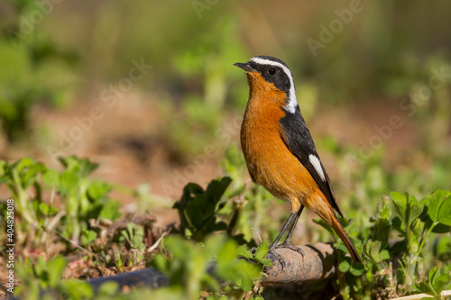 Diadeemroodstaart, Moussier's Redstart, Phoenicurus moussieri