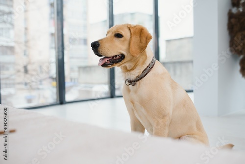 The beige dog on a white sofa is eating grilled meat from a square plate that is on a wooden bed tray. A glass of cold juice is next to him. © Serhii